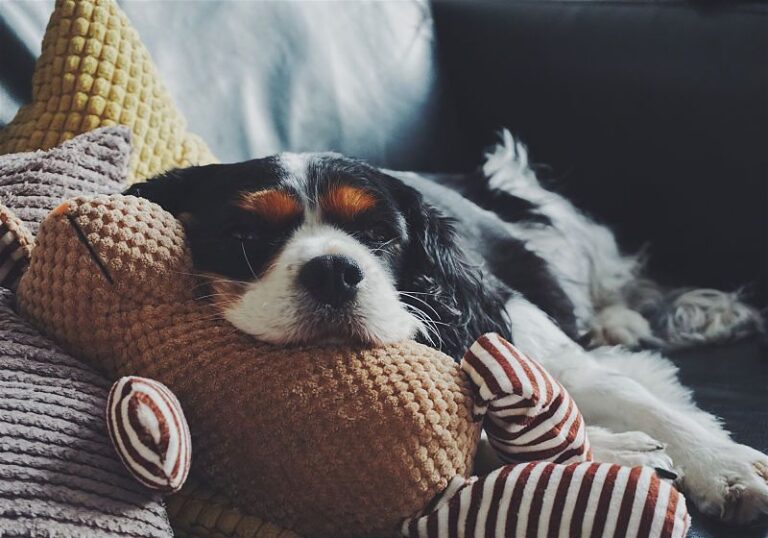 Cachorro deitado em sofá descansando